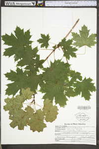 Acer platanoides image