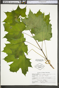 Acer platanoides image