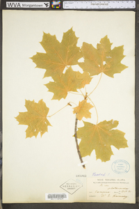 Acer platanoides image