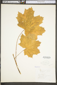 Acer platanoides image