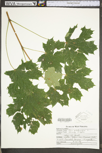 Acer platanoides image