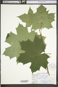 Acer platanoides image