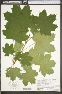 Acer platanoides image