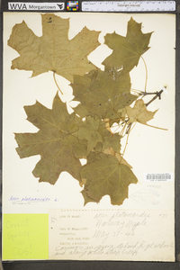 Acer pensylvanicum image