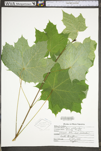 Acer platanoides image