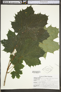 Acer platanoides image