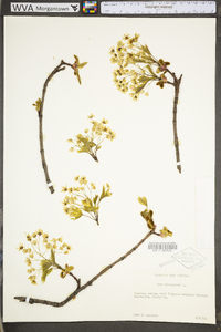 Acer platanoides image