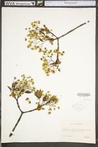 Acer platanoides image