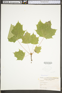 Acer platanoides image