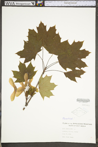 Acer platanoides image