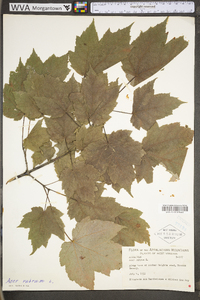 Acer rubrum var. rubrum image