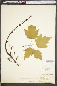 Acer rubrum var. rubrum image