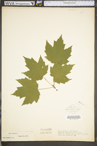 Acer rubrum var. rubrum image