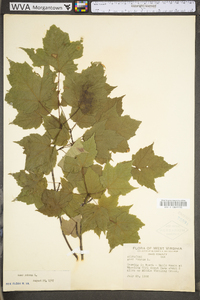 Acer rubrum var. rubrum image