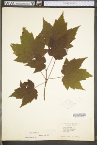 Acer rubrum var. rubrum image