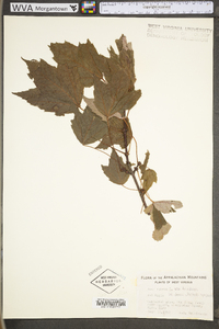 Acer rubrum var. trilobum image