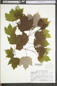 Acer rubrum var. trilobum image