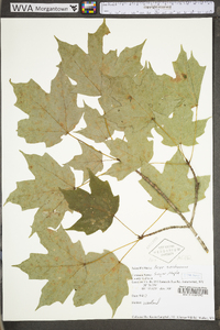 Acer saccharum var. saccharum image