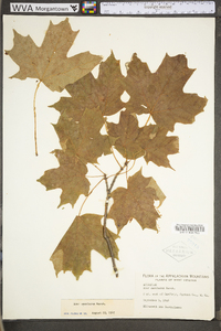 Acer saccharum var. saccharum image