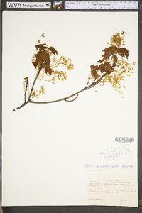 Acer saccharum var. saccharum image