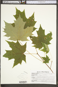 Acer saccharum var. saccharum image