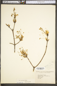 Acer saccharum var. saccharum image