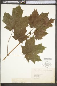 Acer saccharum var. saccharum image