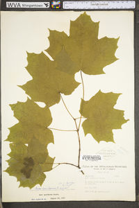 Acer saccharum var. saccharum image