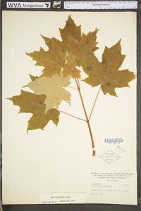 Acer saccharum var. saccharum image