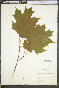 Acer saccharum var. saccharum image