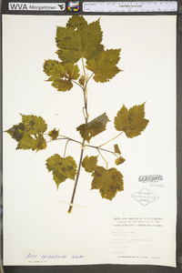 Acer spicatum image