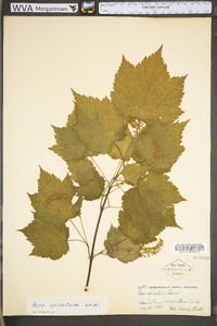 Acer spicatum image