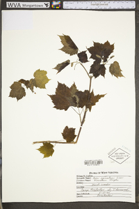 Acer spicatum image