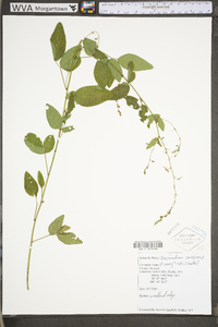 Desmodium canescens image