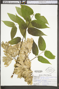 Ailanthus altissima image