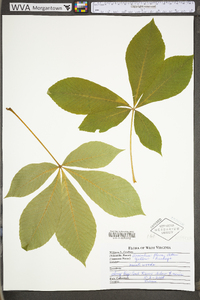 Aesculus flava image