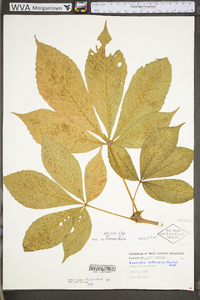 Aesculus flava image