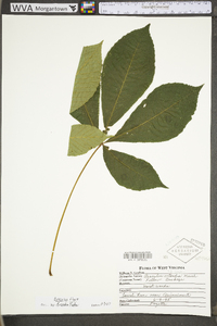 Aesculus flava image