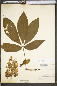 Aesculus flava image