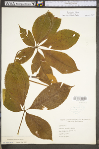 Aesculus flava image