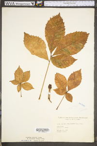 Aesculus flava image