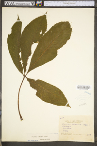 Aesculus flava image