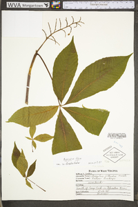 Aesculus flava image