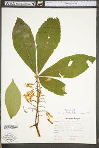 Aesculus flava image