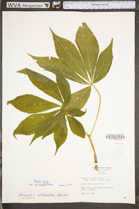 Aesculus flava image