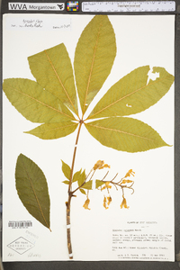 Aesculus flava image