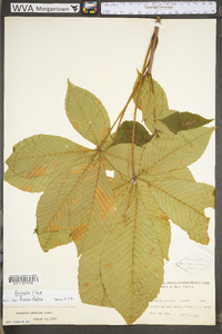 Aesculus flava image