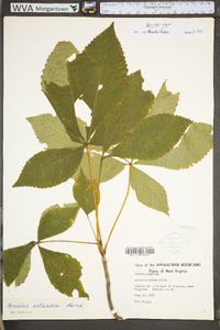 Aesculus flava image