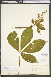 Aesculus flava image