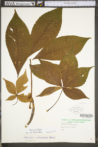 Aesculus flava image